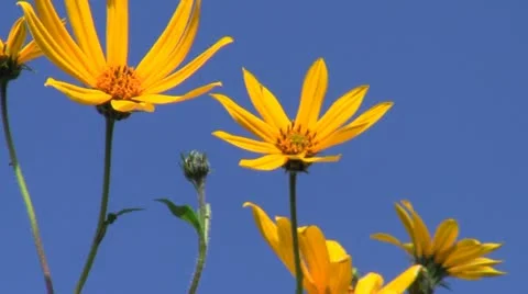 Yellow flowers Video stock 12081479