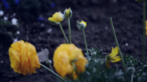 Yellow flowers Stock Footage 22637155