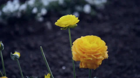 Yellow flowers Stock Footage 22637188