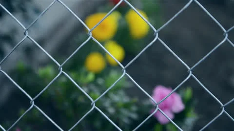 Yellow flowers Stock Footage 22637311