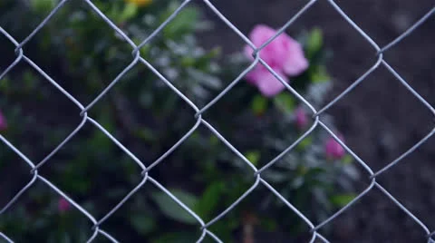 Yellow flowers Stock Footage 22637382