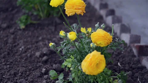 Yellow flowers Stock Footage 22637474