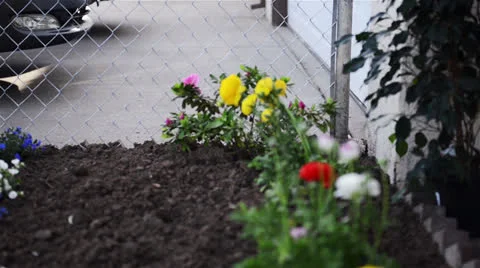 Yellow flowers Stock Footage 22637503