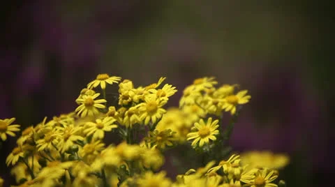 Yellow flowers Видео 23422692