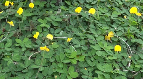 Yellow Flowers Stock-Footage 23578173