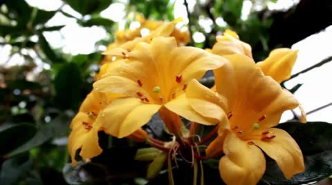 Yellow flowers Stock Footage 25526094