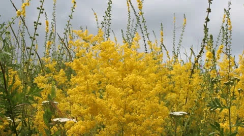 Yellow flowers Stock Footage 25779353