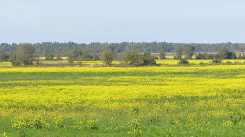 Yellow flowers Video stock 29529026