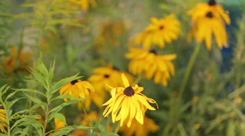 Yellow Flowers Stock Footage 34391790