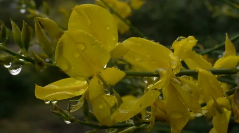 Yellow flowers Stock Footage 35589149