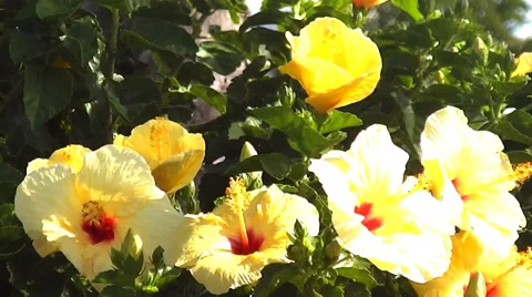 Yellow flowers Stock Footage 36688873