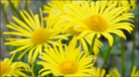 Yellow flowers 動画素材 37205284