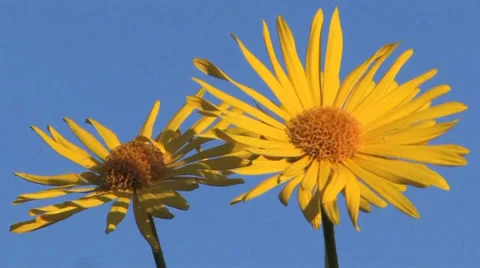 Yellow flowers Stock Footage 37798825