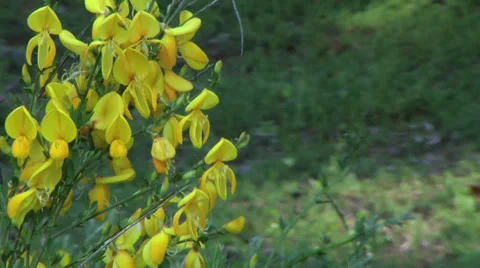 Yellow flowers Vidéo 38829473