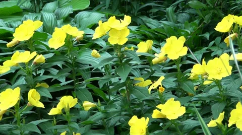 Yellow flowers Video stock 39718862