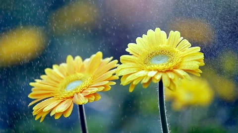 Yellow Flowers Stock Footage 40346466