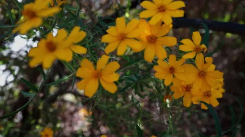 Yellow Flowers Video stock 44113639
