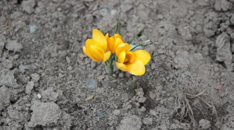Yellow Flowers Video stock 48249834