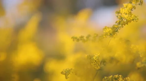 Yellow flowers Vídeo Stock 50907641
