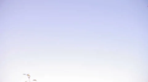 Yellow flowers Видео 50908405