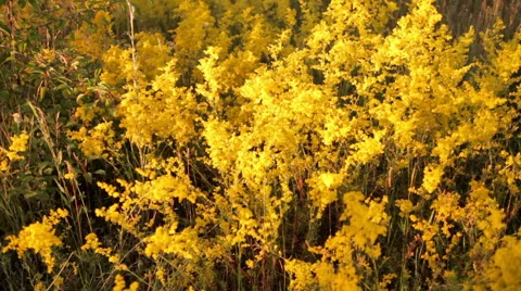 Yellow flowers Vídeo Stock 50908782