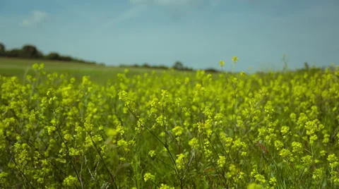 Yellow Flowers Stock Footage 51438831