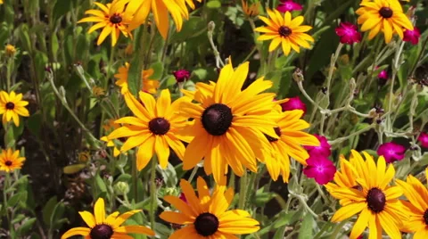 Yellow Flowers Stock Footage 52210154