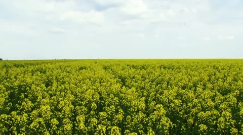 Yellow Flowers Stock Footage 52701924