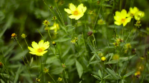 Yellow Flower's Stock Footage 53526208