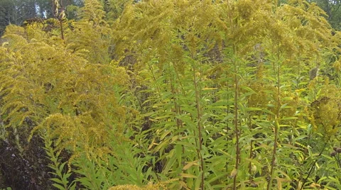 Yellow flowers Stock Footage 67859492