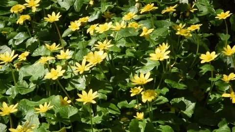 Yellow flowers Stock Footage 73375983