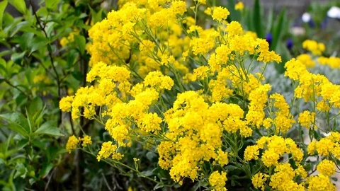 Yellow flowers 動画素材 75436989