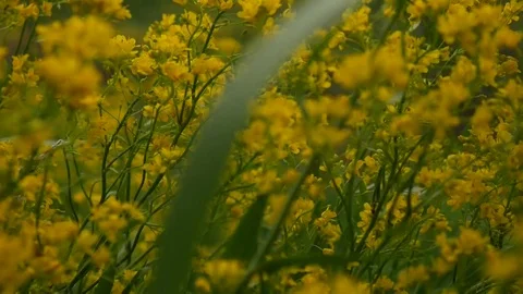 Yellow flowers Stock-Footage 76112829