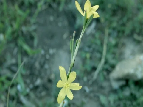 Yellow Flowers Vídeo Stock 76436278