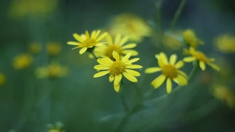 Yellow Flowers Stock Footage 77425493