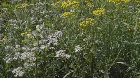 Yellow flowers Stock Footage 79172186