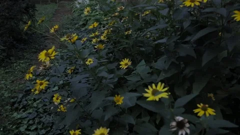 Yellow Flowers 動画素材 81177194
