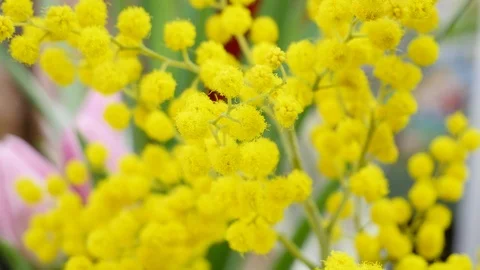 Yellow flowers Stock Footage 86728537