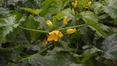 Yellow flowers Stock Footage 87739887