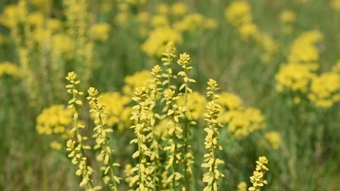 Yellow flowers Stock Footage 88747944