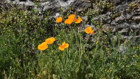 Yellow flowers Stock Footage 89364005
