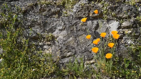 Yellow flowers Stock Footage 89364201