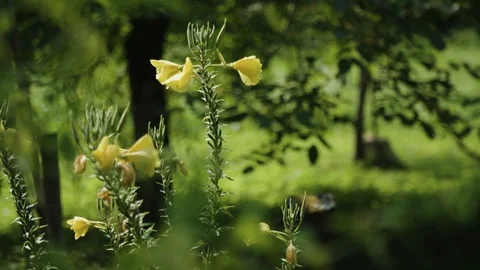 Yellow flowers 스톡 동영상 92083597