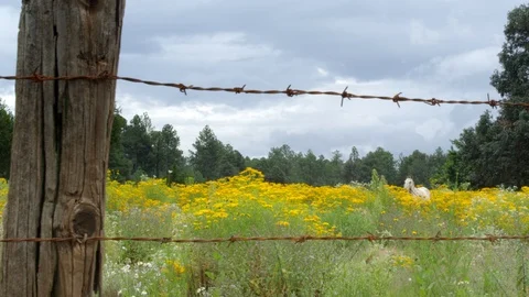 Yellow Flowers Stock Footage 98763620