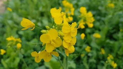 Yellow Flowers Stock Footage 99960657
