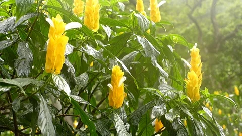 Yellow flowers Stock Footage 104780469