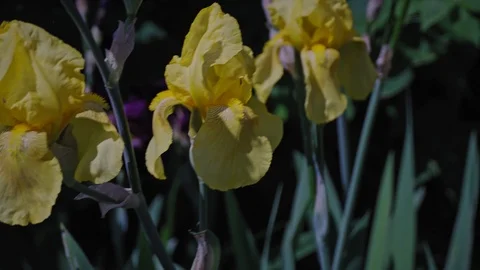 Yellow flowers 스톡 동영상 108655512