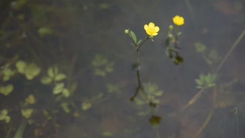 Yellow flowers Stock Footage 108668791