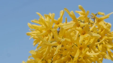 Yellow flowers Stock Footage 110922475