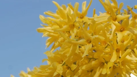 Yellow flowers Stock Footage 110922495